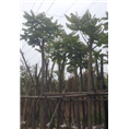 广东普宁麻楝&10公分麻楝*麻楝价格 