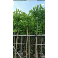 广东5公分羊蹄甲袋苗，普宁5公分羊蹄甲 