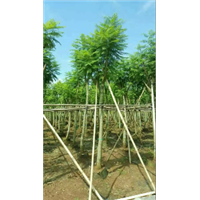 10公分蓝花楹袋苗$10公分蓝花楹袋苗A货 