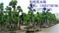 造型榕树