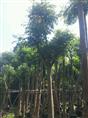 广东普宁大量18公分桃花心木袋苗 移植苗出售 