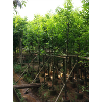 广东5公分阴香（天竺桂）袋苗，普宁5公分天竺桂 