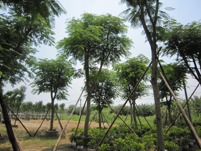 广东20公分凤凰木基地%普宁20公分凤凰木$凤凰木袋苗 