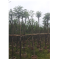 广东普宁蓝花楹大型基地 
