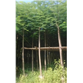 广东8凤凰木袋苗&普宁8公分凤凰木价格&凤凰木基地 