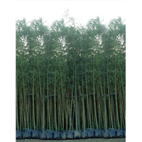 青皮竹 