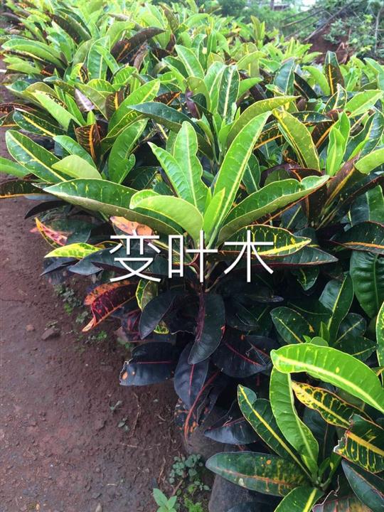 海口绿化苗木工程，海南绿化小苗