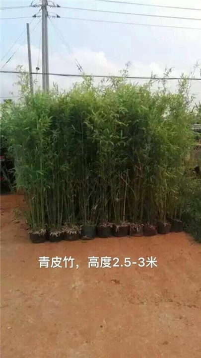海南绿化苗木价格@海南绿化苗木工程 