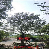 海南朴树