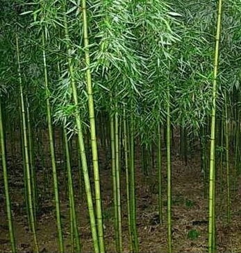 青皮竹