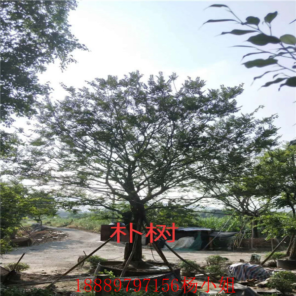 海南朴树