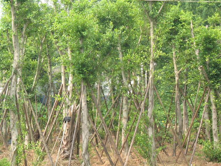 小叶榄仁批发 |小叶榕基地|垂叶榕价格 