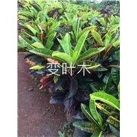 海口绿化苗木工程，海南绿化小苗