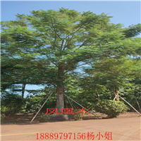 广东凤凰木