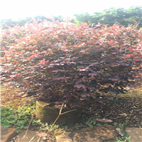 红继木球，规格80-120cm