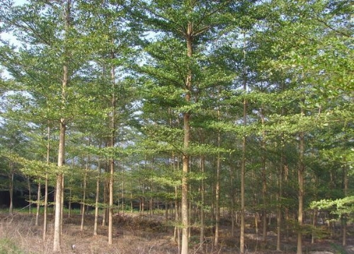 小叶榄仁批发 |小叶榕基地|垂叶榕价格 