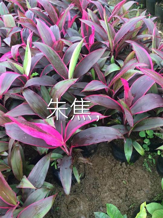 海南绿化小苗，海南绿化