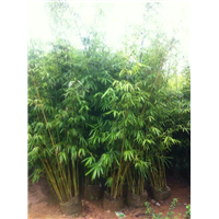 海南青皮竹 
