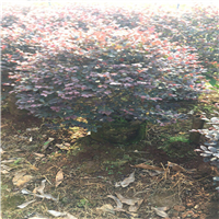 红继木球，规格80-120cm