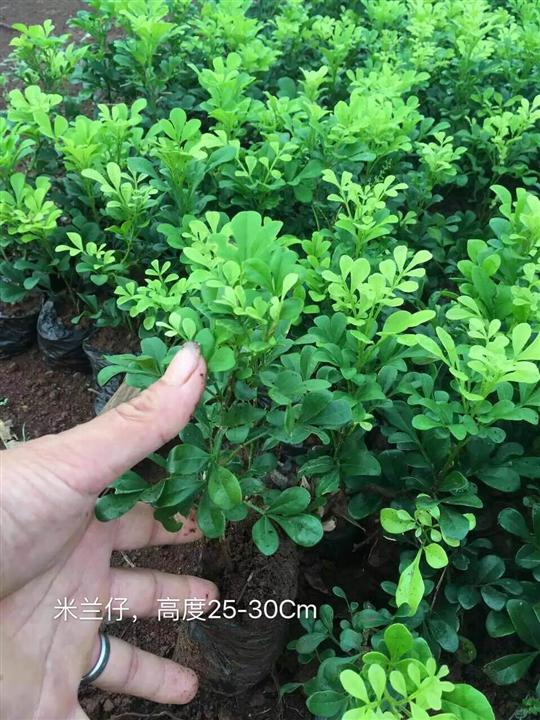 海南绿化苗价格，海南绿化苗价格