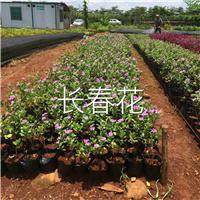海南绿化苗批发