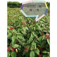 海南大红花 
