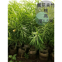 海口绿化苗批发&海口苗木价格 