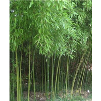 青皮竹 
