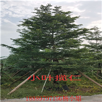 海南小叶榄仁