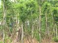 小叶榄仁批发 |小叶榕基地|垂叶榕价格 