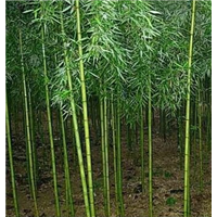 青皮竹