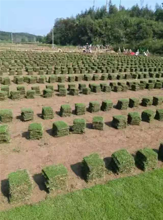 公园绿化草皮草坪价格 