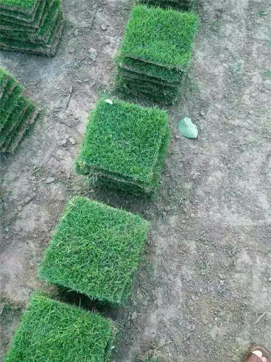 贵州铜仁马尼拉草坪 