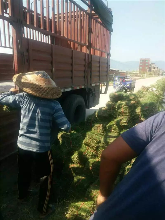 长沙县马尼拉草皮批发价格电话 