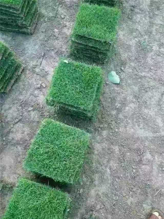 台湾青草坪基地
