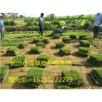 湘潭草坪基地——湘潭马尼拉台湾青草坪销售 