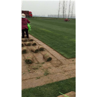 购买草坪选择长沙小潘草皮基地 
