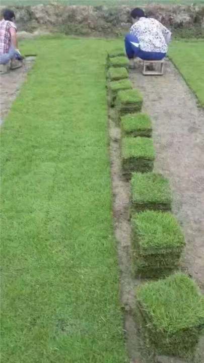 常德马尼拉草坪出售