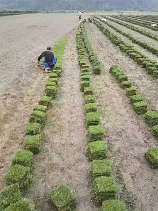 广西桂林草坪批发 