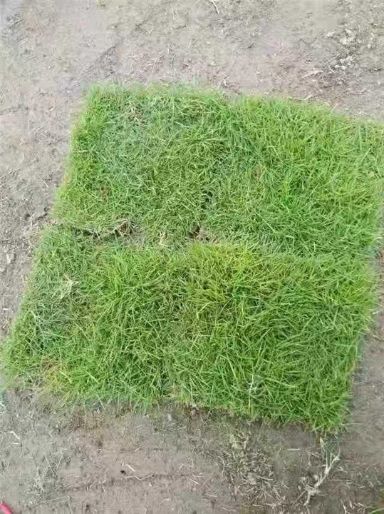 衡阳草皮基地