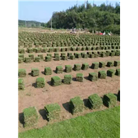 公园绿化草皮草坪价格 