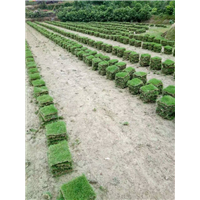 贵州安顺马尼拉草皮批发电话 