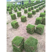 马尼拉草皮批发 