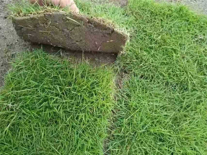 湖北武汉草坪价格 