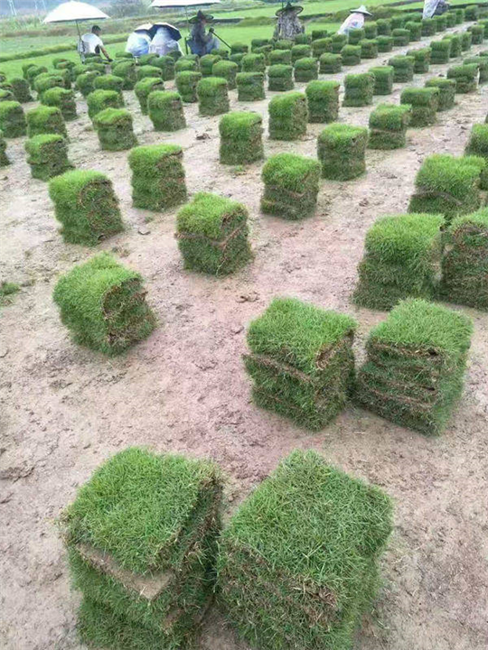 马尼拉草皮批发 