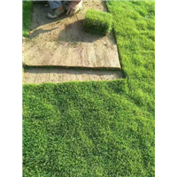 草皮基地