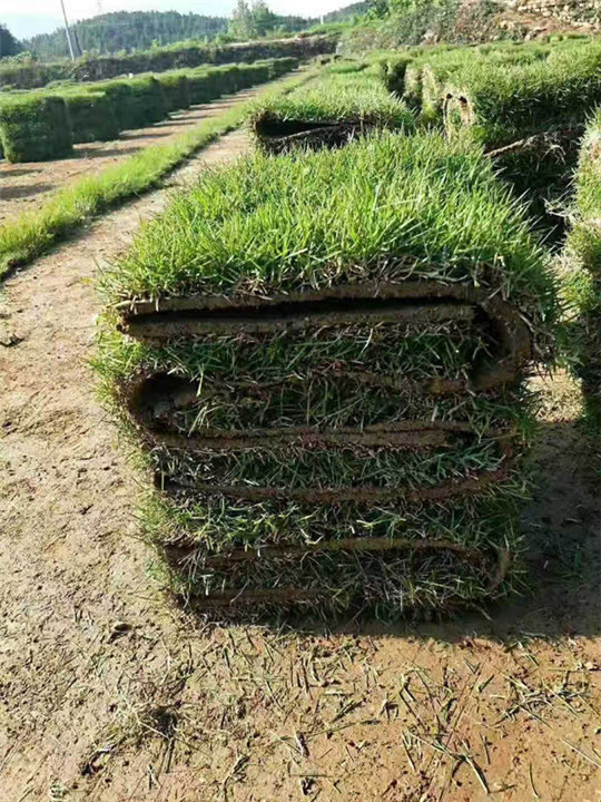 兰引三号绿化草皮 