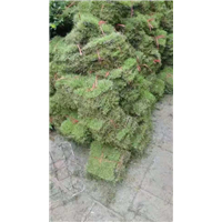 台湾青草坪基地电话