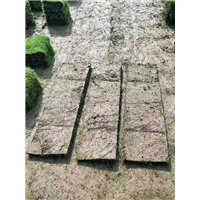 益阳百慕大草坪