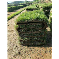 兰引三号绿化草皮 